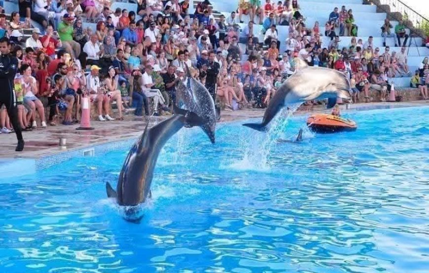 Dolphin Show – Sharm El Sheikh